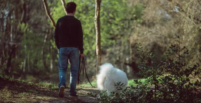 Morning walk in nature with dog