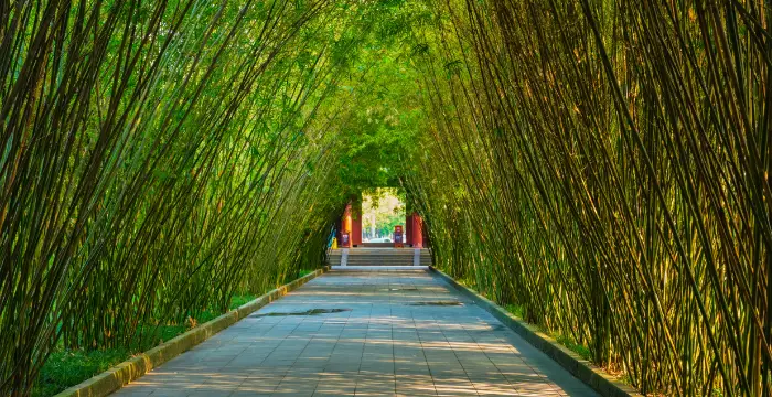 A sunlit path winding through the towering, dense green stalks of the Arashiyama Bamboo Grove in Kyoto, Japan, creating a tranquil and immersive natural tunnel.